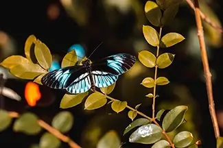 Iridescent Blue Doris Longwing Butterfly Amidst Leaves, Coconut Creek, Florida