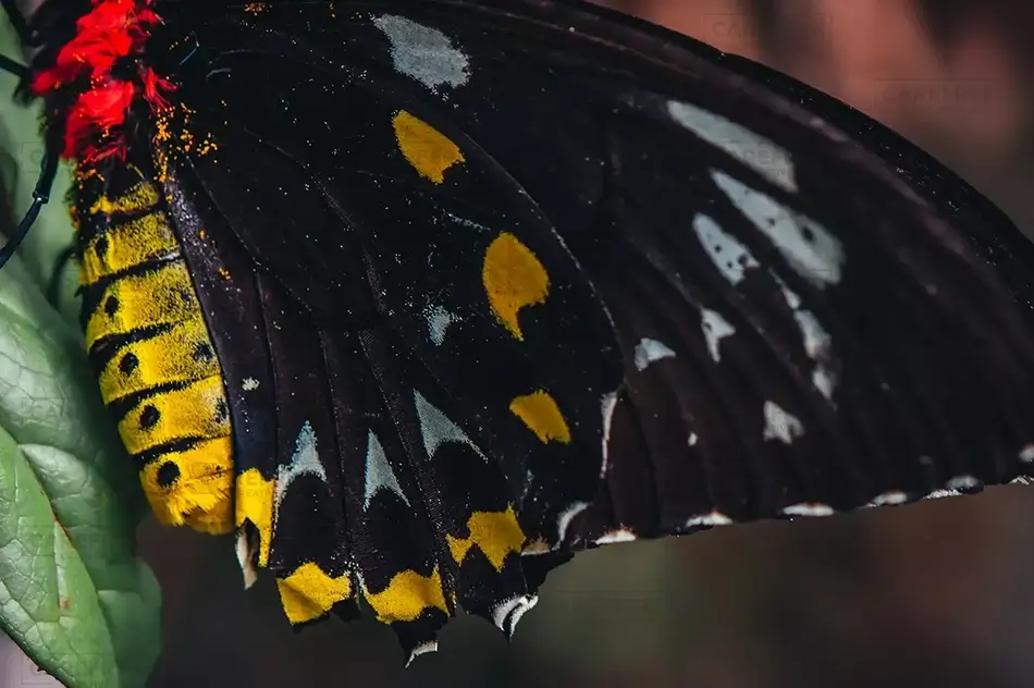 Tangerine Winged Birdwing Butterfly Gaze