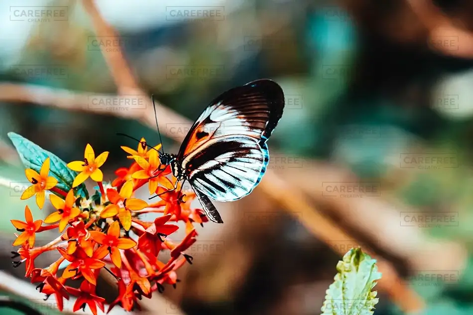 Orange Blossom Piano Key Butterfly Flutter, Coconut Creek, Florida · United States