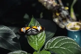 Speckled Light Dance On Yellow Butterfly, Coconut Creek, Florida