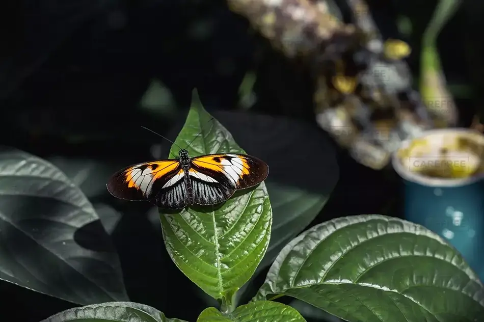 Speckled Light Dance On Yellow Butterfly