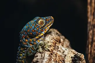 Vibrant Tokay Gecko Reptilian Observer, Coconut Creek, Florida