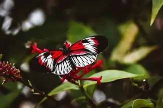 Crimson Piano Key Butterfly Winged Beauty, Coconut Creek, Florida