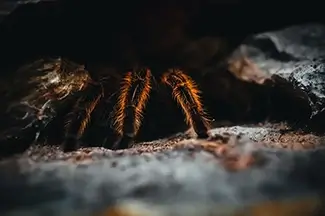Hidden Tarantula Crawl, Coconut Creek, Florida