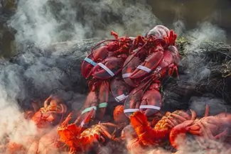 Cabbage Island Steamed Lobsters Cooking, Boothbay, Maine
