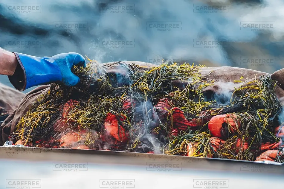 Cabbage Island Lobsters Steaming Under Seaweed, Boothbay, Maine · United States