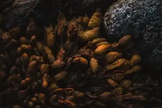 Cabbage Island Rockweed Seaweed Detail, Boothbay, Maine