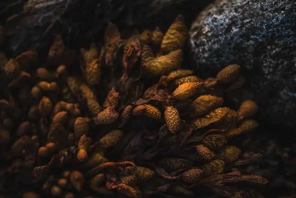 Cabbage Island Rockweed Seaweed Detail, Boothbay, Maine · United States