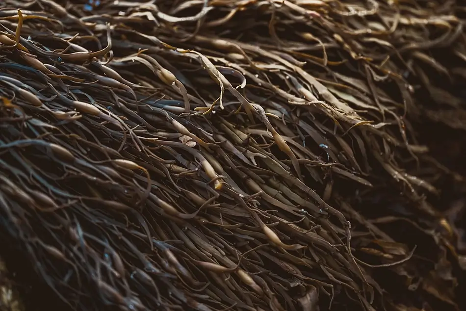 Cabbage Island Tangled Brown Seaweed, Boothbay, Maine · United States