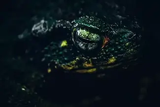 California Academy of Sciences Enigmatic Toad