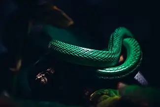 California Academy of Sciences Green Tree Python in the Shadows, San Francisco, California
