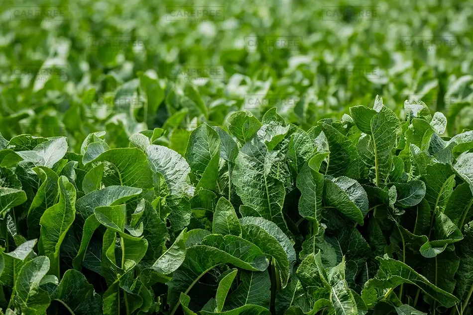 California Lush Green Leafy Crops, California · United States