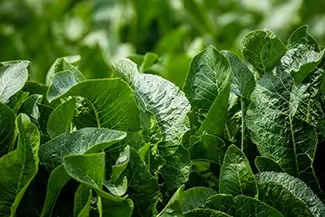 California Large Textured Horseradish Green Leaves, California