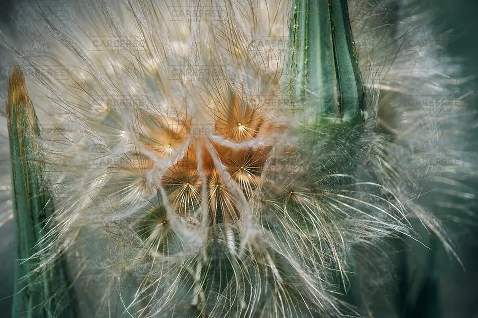 Canyons Of The Ancients Salsify Seed Puff, Cortez, Colorado · United States