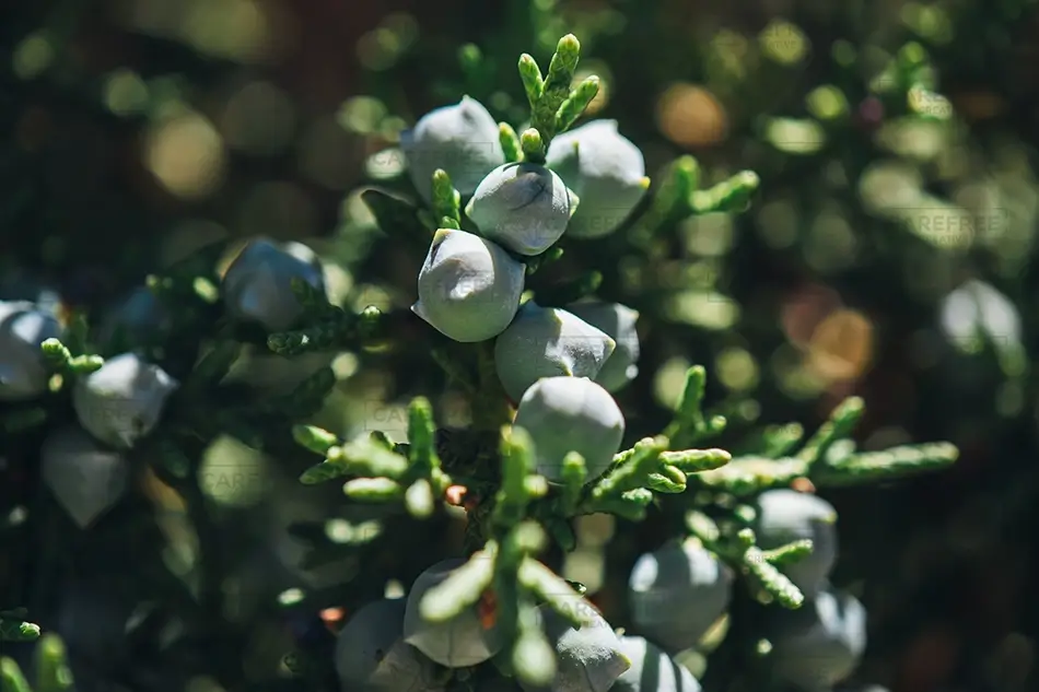 Canyons Of The Ancients National Monument Pale Blue Juniper Berries, Cortez, Colorado · United States