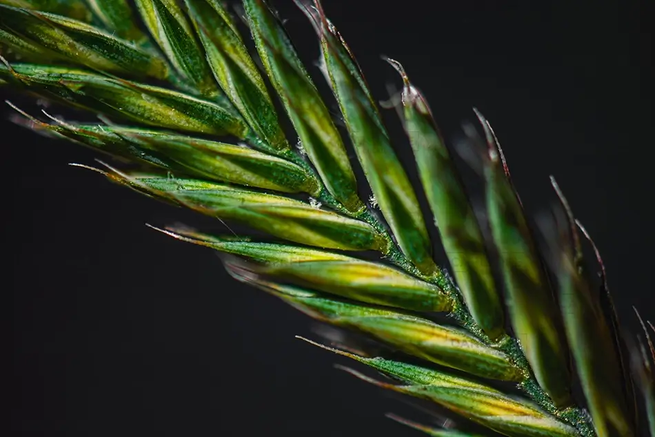Canyons Of The Ancient Green Seed Head Close Up, Cortez, Colorado · United States