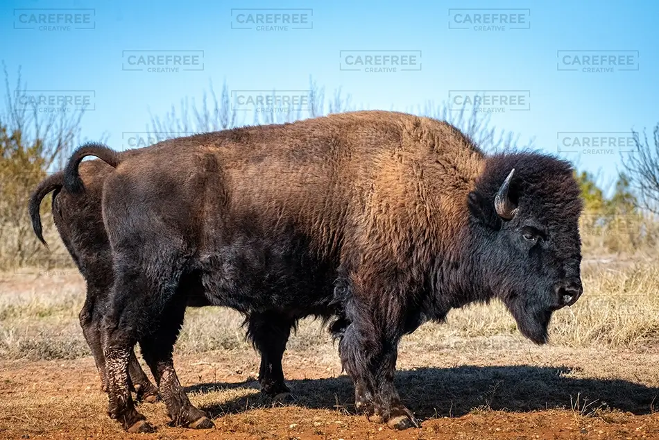 Caprock Canyons State Park American Bison Grazing, Quitaque, Texas · United States