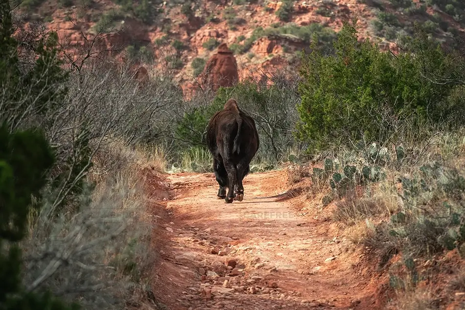 Caprock Canyons State Park Scenic Red Rock Landscape, Quitaque, Texas · United States