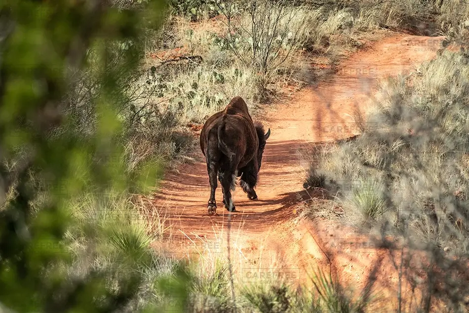 Caprock Canyons State Park Bison on Hiking Trail, Quitaque, Texas · United States