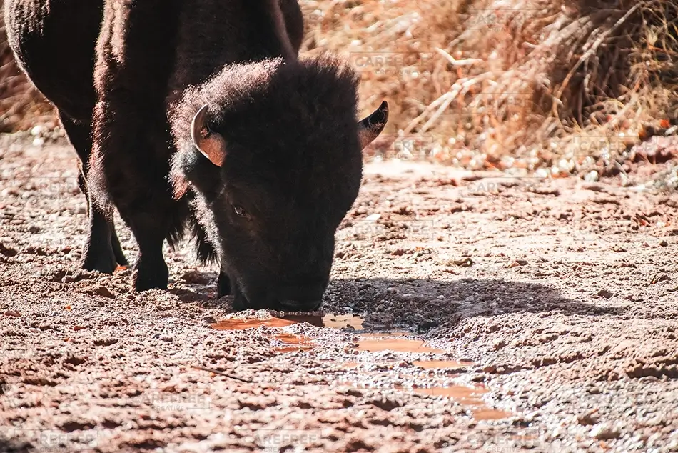 Caprock Canyons State Park Bison Grazing Near Water, Quitaque, Texas · United States