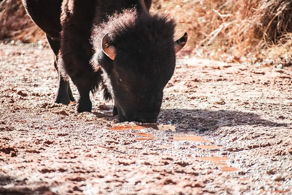 Caprock Canyons State Park Bison Drinking, Quitaque, Texas · United States