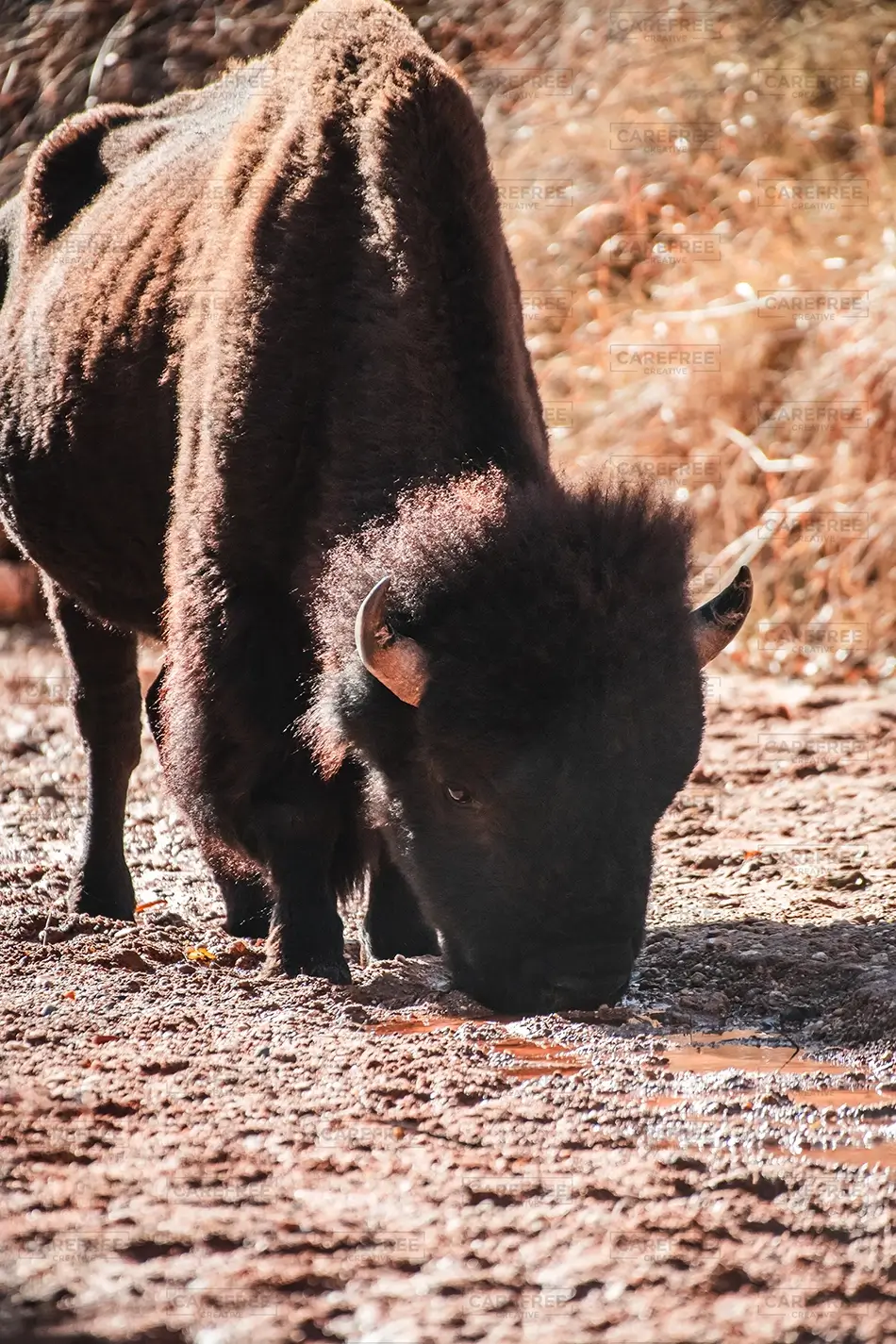 Caprock Canyons State Park Bison Grazing on Ground, Quitaque, Texas · United States