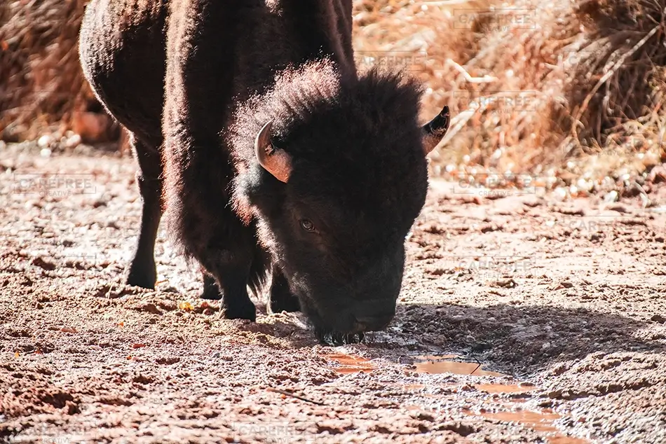 Caprock Canyons State Park Bison Drinking Water, Quitaque, Texas · United States