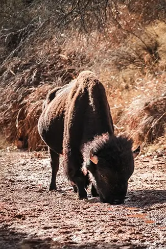 Caprock Canyons State Park Bison Grazing Among Vegetation, Quitaque, Texas
