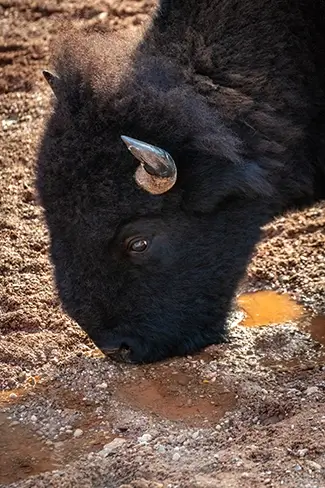 Caprock Canyons State Park Bison Drinking Water Close-Up, Quitaque, Texas