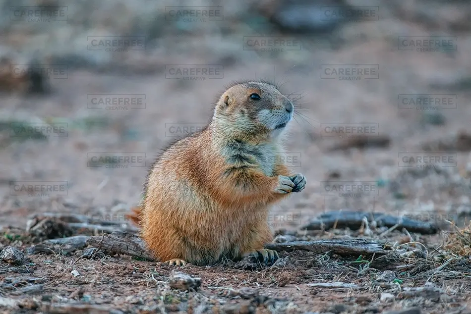 Caprock Canyons State Park Prairie Dog