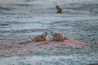 Caprock Canyons State Park Prairie Dogs Interacting, Quitaque, Texas