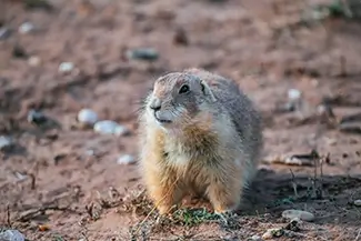 Caprock Canyons State Park Prairie Dog Close Up, Quitaque, Texas