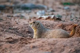 Caprock Canyons State Park Prairie Dog in Burrow, Quitaque, Texas