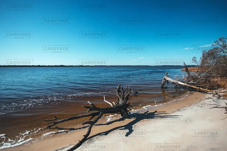 Carolina Beach State Park Driftwood On Sandy Shore, Carolina Beach, North Carolina · United States