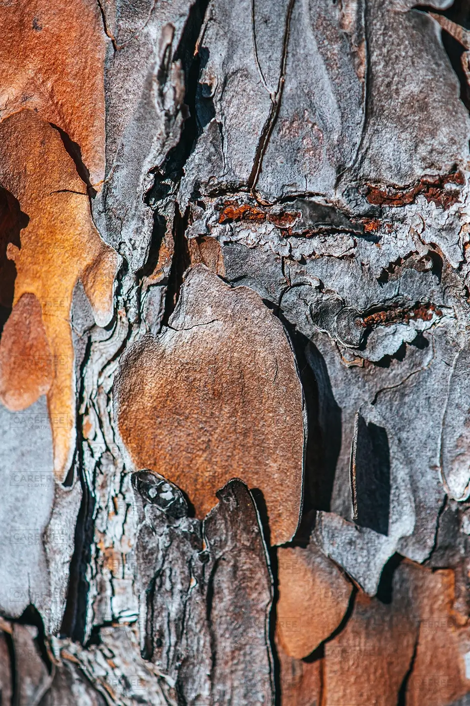 Carolina Beach State Park Colorful Tree Bark, Carolina Beach, North Carolina · United States