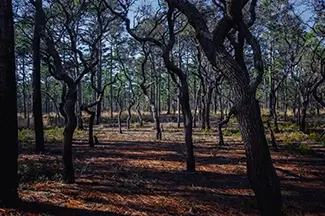 Carolina Beach State Park Twisted Pine Forest, Carolina Beach, North Carolina
