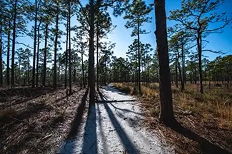Carolina Beach State Park Sunlit Sandy Forest Trail, Carolina Beach, North Carolina