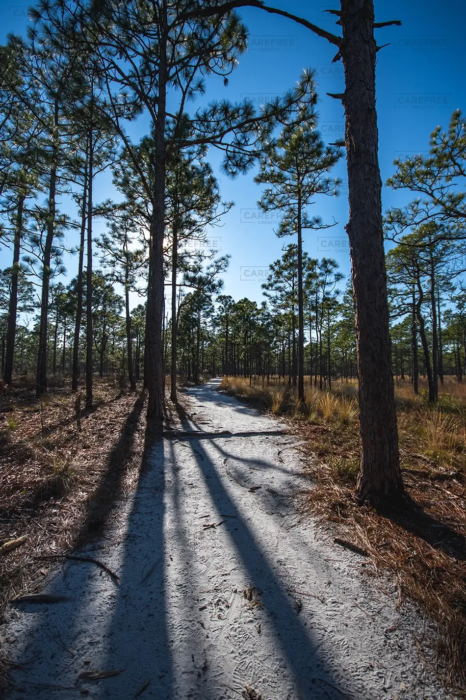Carolina Beach State Park Sunlit Pine Shadows, Carolina Beach, North Carolina · United States