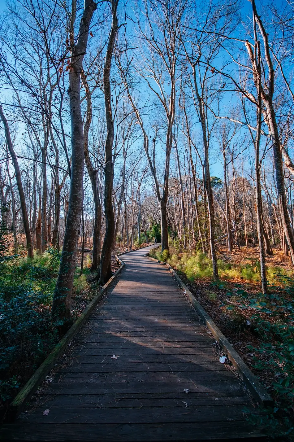 Carolina Beach State Park Wooden Boardwalk Through Forest, Carolina Beach, North Carolina · United States