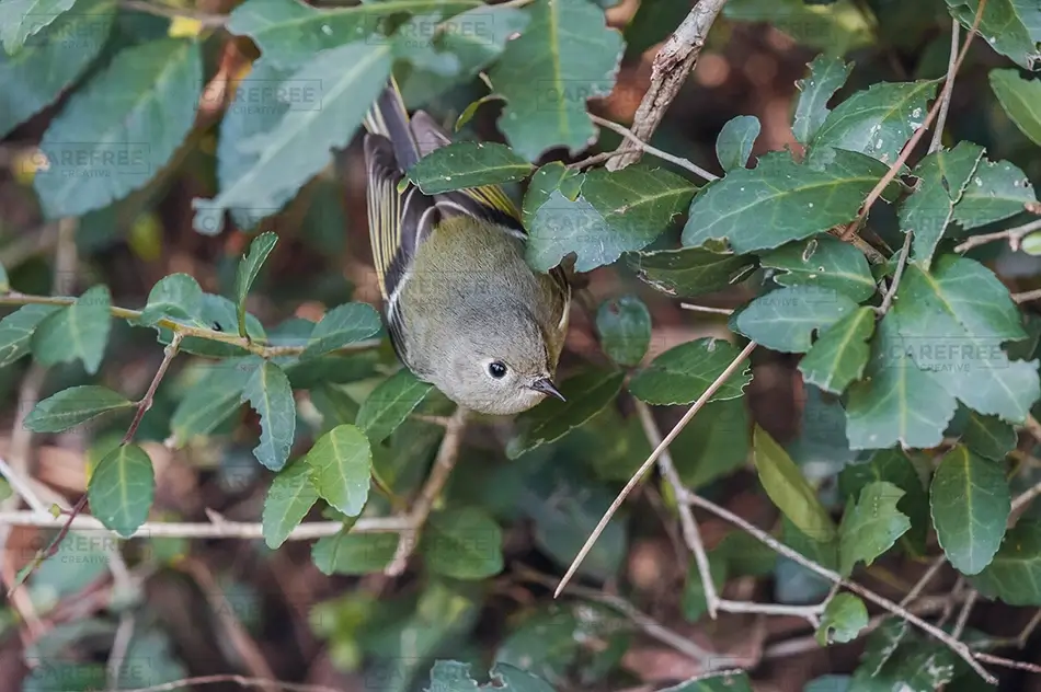 Carolina Beach State Park Ruby Crowned Kinglet Perched, Carolina Beach, North Carolina · United States
