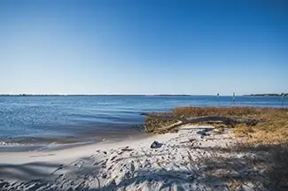Carolina Beach State Park Driftwood Coastal Shoreline, Carolina Beach, North Carolina