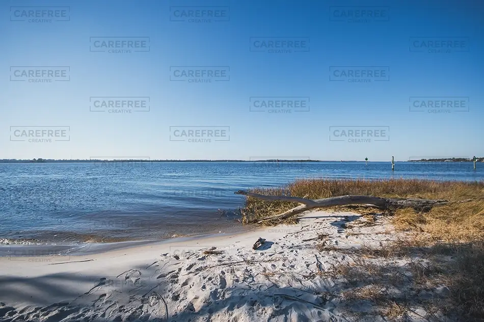 Carolina Beach State Park Driftwood Coastal Shoreline, Carolina Beach, North Carolina · United States