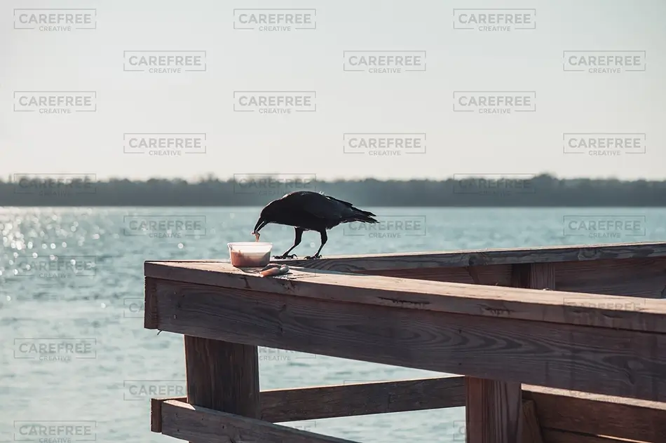 Carolina Beach State Park Crow Eating On Pier, Carolina Beach, North Carolina · United States