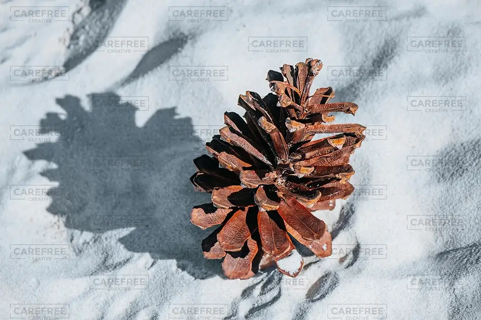 Carolina Beach State Park Pinecone On Sand, Carolina Beach, North Carolina · United States