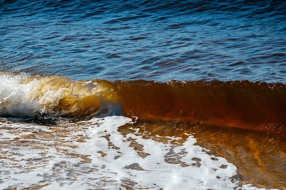 Carolina Beach State Park Golden Wave Breaking, Carolina Beach, North Carolina · United States