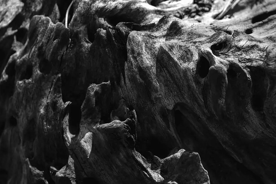 Carolina Beach State Park Weathered Driftwood Detail, Carolina Beach, North Carolina · United States