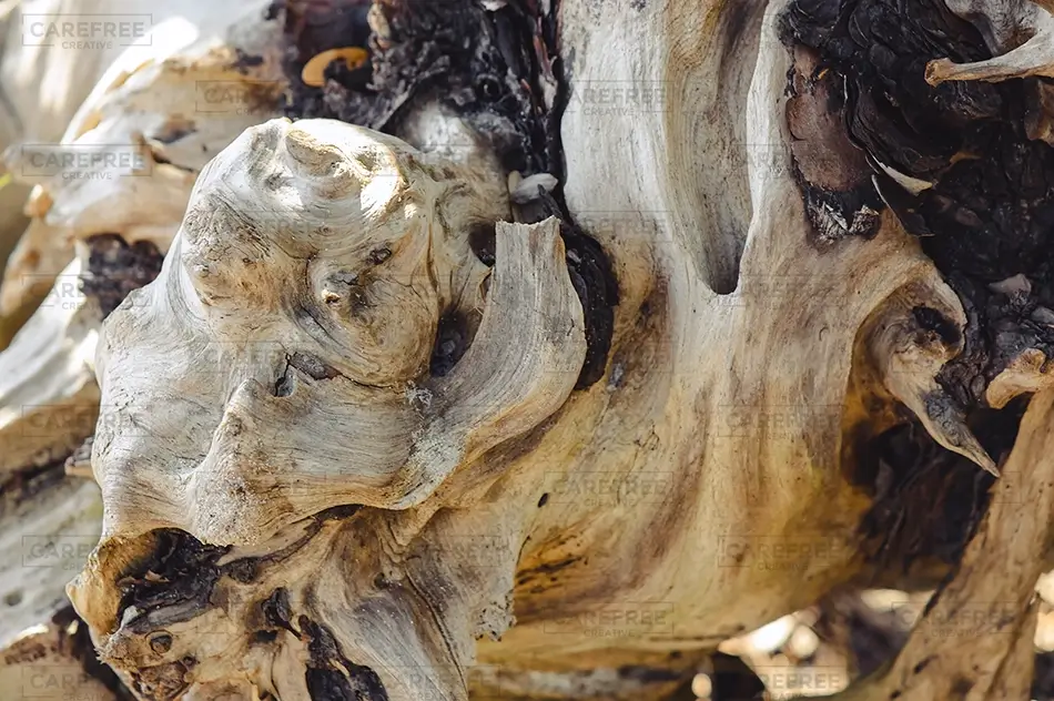 Carolina Beach State Park Weathered Driftwood Texture, Carolina Beach, North Carolina · United States