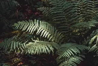 Cascade Falls Lush Eastern Wood Fern, Franconia, New Hampshire