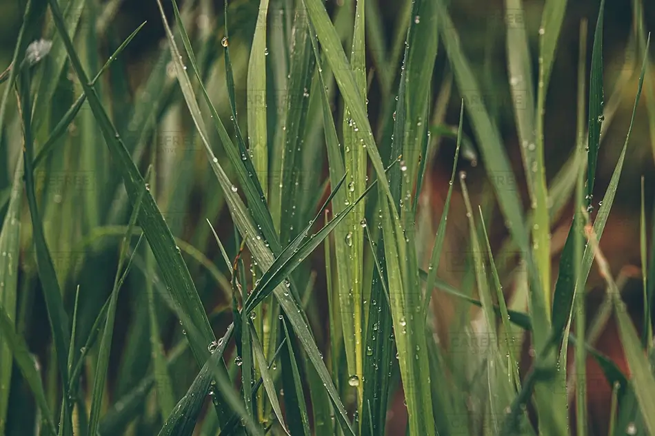 Castlewood Canyon State Park Green Grass With Morning Dew, Franktown, Colorado · United States