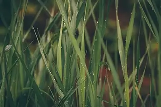 Castlewood Canyon State Park Dew Drops On Grass Blades, Franktown, Colorado
